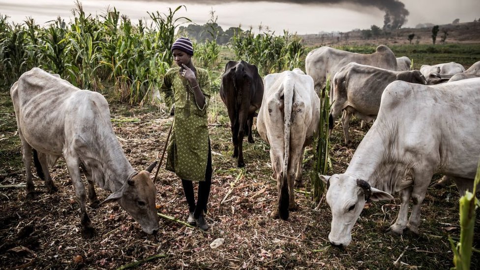 Group backs call to end open grazing, warns of food security risks