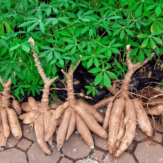 Turning Nigeria’s Cassava abundance into industrial growth